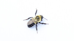 Fuzzy bumblebee photographed from above against a white background.