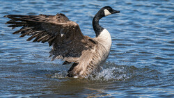 Canada goose taking off from water with wings spread wide, splashing through shallow water.