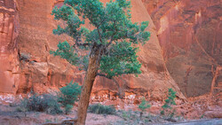 Vibrant green tree standing against towering rust-colored canyon walls in desert landscape.