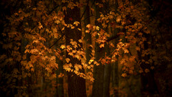 Golden autumn foliage illuminated against dark tree trunks in a forest at dusk.