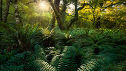 Sunlight filters through towering trees over a dense fern-covered forest floor.