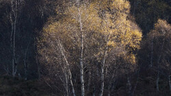 Birch trees with golden foliage backlit among darker evergreen forest in autumn light.