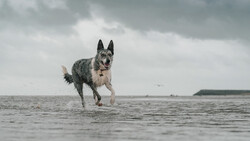 Gray and white dog running through shallow water with overcast sky in background.