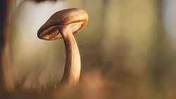 Delicate mushroom with thin pale stem and dark brown umbrella-shaped cap backlit by warm golden light.