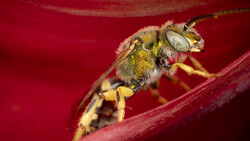 Bee with pollen baskets perched on a bright red flower petal, showing intricate wing detail and fuzzy body texture.