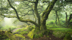 Ancient moss-covered trees with gnarled branches in a misty forest clearing.