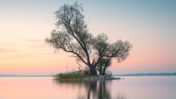 Solitary gnarled tree with sparse foliage standing in still water at sunrise or sunset.