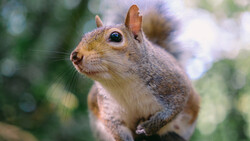Close-up portrait of a fox squirrel looking directly at camera with alert expression.