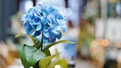 Blue hydrangea flower with layered petals in sharp focus against a blurred background.