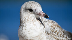 Close-up of a seagull's head against a clear blue sky, showing detailed plumage and dark eye.