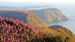 Pink flowering heather in sharp focus with coastal cliffs and sea blurred in the background.
