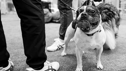 Black and white Boston Terrier on leash with bared teeth, flanked by people in formal attire on a street.