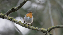 Robin perched on a moss-covered branch in soft, overcast light.