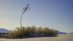 Solitary yucca plant with tall flowering stem in white desert sand beneath clear sky.