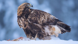 Golden eagle perched in snow with a kill, photographed in profile against a soft blue background.