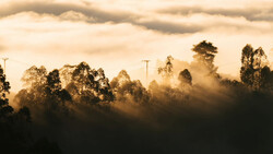 Forest landscape shrouded in golden mist and fog at sunrise or sunset, with silhouetted trees and a utility pole emerging from the haze.