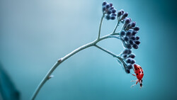 Red ladybug clinging to frost-covered seed pod among dark berries on blue background.