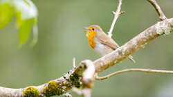 European robin perched on a lichen-covered branch, its distinctive orange-red breast prominent against soft green foliage.
