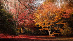 Autumn forest scene with vibrant red and golden foliage canopy and rust-colored leaf-covered ground.