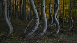 Twisted birch tree trunks in a dense forest with golden autumn foliage in the background.