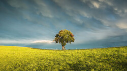 Solitary tree standing in a vast yellow-green field under dramatic cloudy sky.