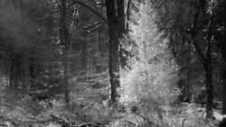 Sunlight filtering through dense forest canopy onto forest floor covered with moss and debris.