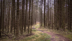 Straight forest path lined with tall coniferous trees and moss-covered ground.