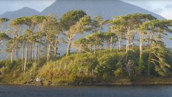 Tall coniferous trees line a shoreline with a mountain rising in the misty background.