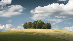 Cluster of trees on a rolling green hillside against a blue sky with white clouds.