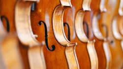 Row of wooden violins displayed side by side, showing scrolls and f-holes in shallow depth of field.