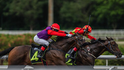 Two jockeys on dark horses racing neck-and-neck during a horse race, wearing red and purple silks.