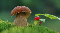 Brown mushroom with pale stem growing in moss beside a red berry plant against green background.