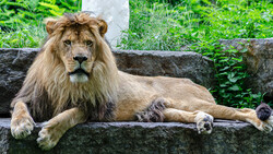 Male lion with full mane resting on a stone ledge, gazing directly at camera.