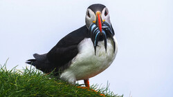 Puffin perched on grassy slope holding small fish in its beak.