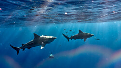 Two great white sharks swimming underwater with sunlight filtering through the ocean surface above.