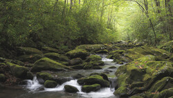 Moss-covered rocks and flowing stream beneath a dense forest canopy with dappled sunlight.
