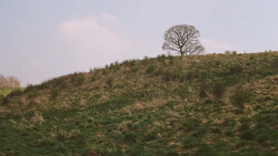 Solitary bare tree on a hillside with sparse vegetation under overcast sky.