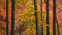 Autumn forest with tall dark tree trunks framing vibrant orange and yellow foliage.