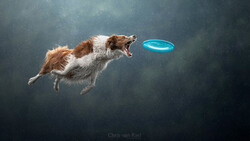 Brown and white dog mid-leap chasing a glowing blue frisbee against a dark, textured background.