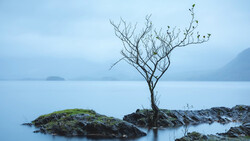 Solitary bare tree growing from rocks in still blue water at dusk.
