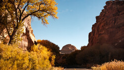 Desert highway stretching toward rock formations under clear blue sky, flanked by golden autumn foliage and red canyon walls.