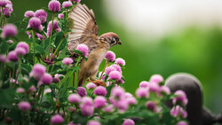 Brown bird with wings spread perched among pink thistle flowers against blurred green background.