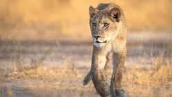 Young lion walking toward camera across arid grassland in golden light.