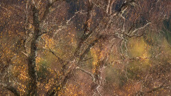 Abstracted texture of rust, weathered metal, and organic decay with warm brown and golden tones.