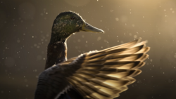 Duck with dark plumage and extended wings backlit by warm golden light with bokeh particles.