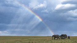 Elephant family walking across grassland beneath a rainbow and dramatic storm clouds.