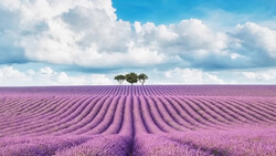 Rows of purple lavender flowers stretch toward the horizon with three trees silhouetted against a blue sky with white clouds.