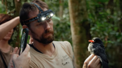 Wildlife researcher with headlamp examining a small black bird with orange markings perched on his hand in a forest setting.
