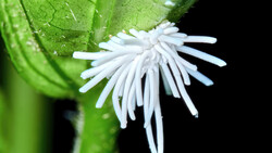 Delicate white flower with thin, hair-like petals radiating outward from center, attached to bright green leaf against black background.