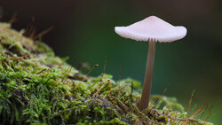 Delicate white mushroom with thin stem growing on vibrant green moss.